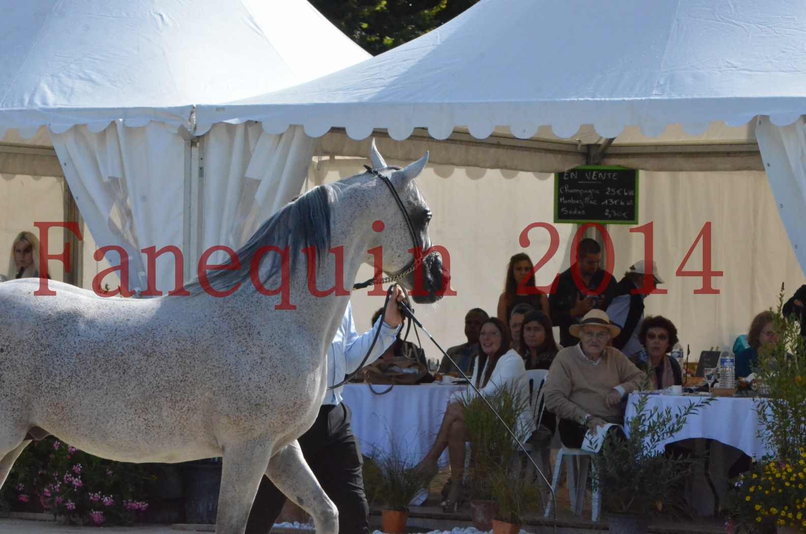 CHAMPIONNAT DE FRANCE  2014 A POMPADOUR - Sélection - SHEYK DE GARGASSAN - 02