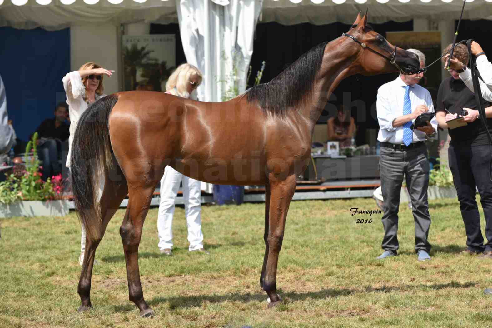 International Arabian Horse Show B de VICHY 2016 - ASRAR MS - Notre Sélection - 7