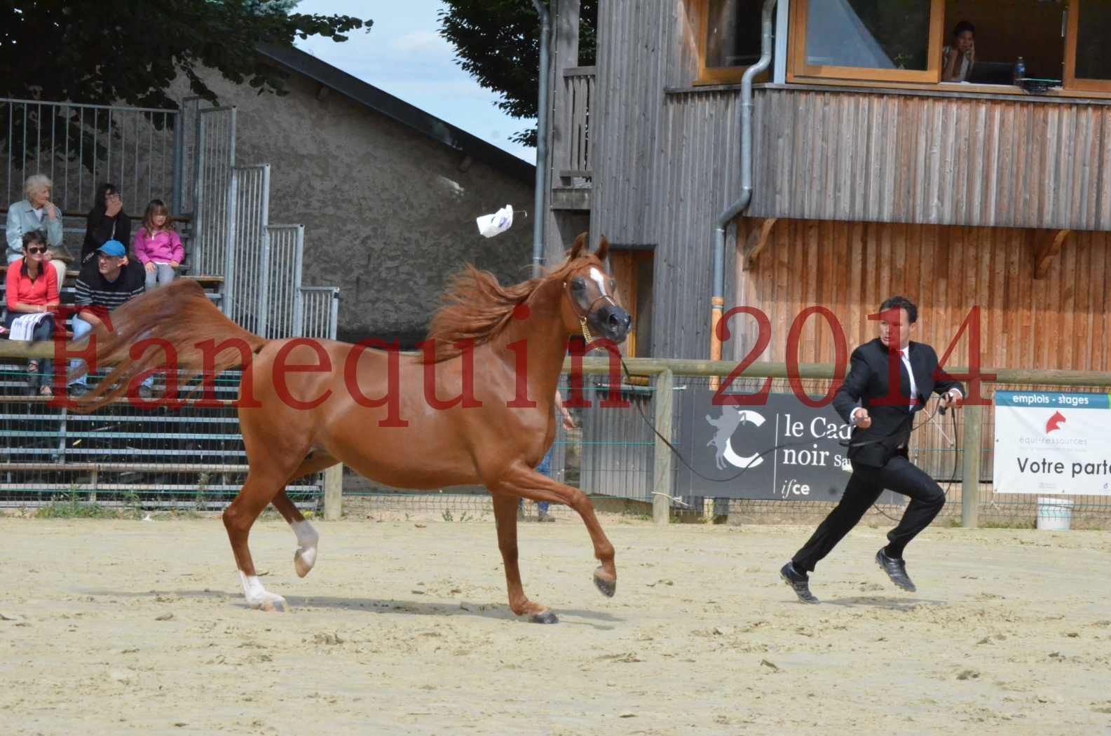 ﻿CHAMPIONNAT DE FRANCE 2014 A POMPADOUR - Championnat - KINSHASA JA - 39