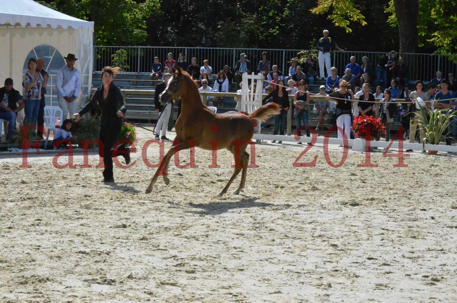 CHAMPIONNAT DE FRANCE 2014 A POMPADOUR - Championnat - TSAR KENZA - 70