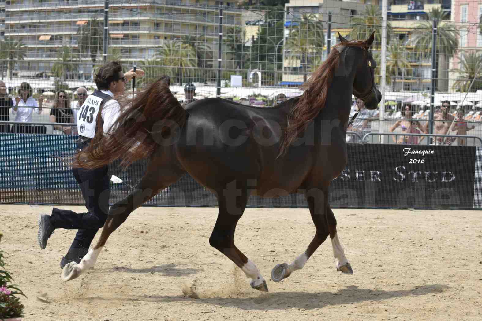 Championnat du pur-sang arabe de la Méditerranée et des pays arabes - MENTON 2016 - IM BAYARD CATHARE -  Notre Sélection - 19