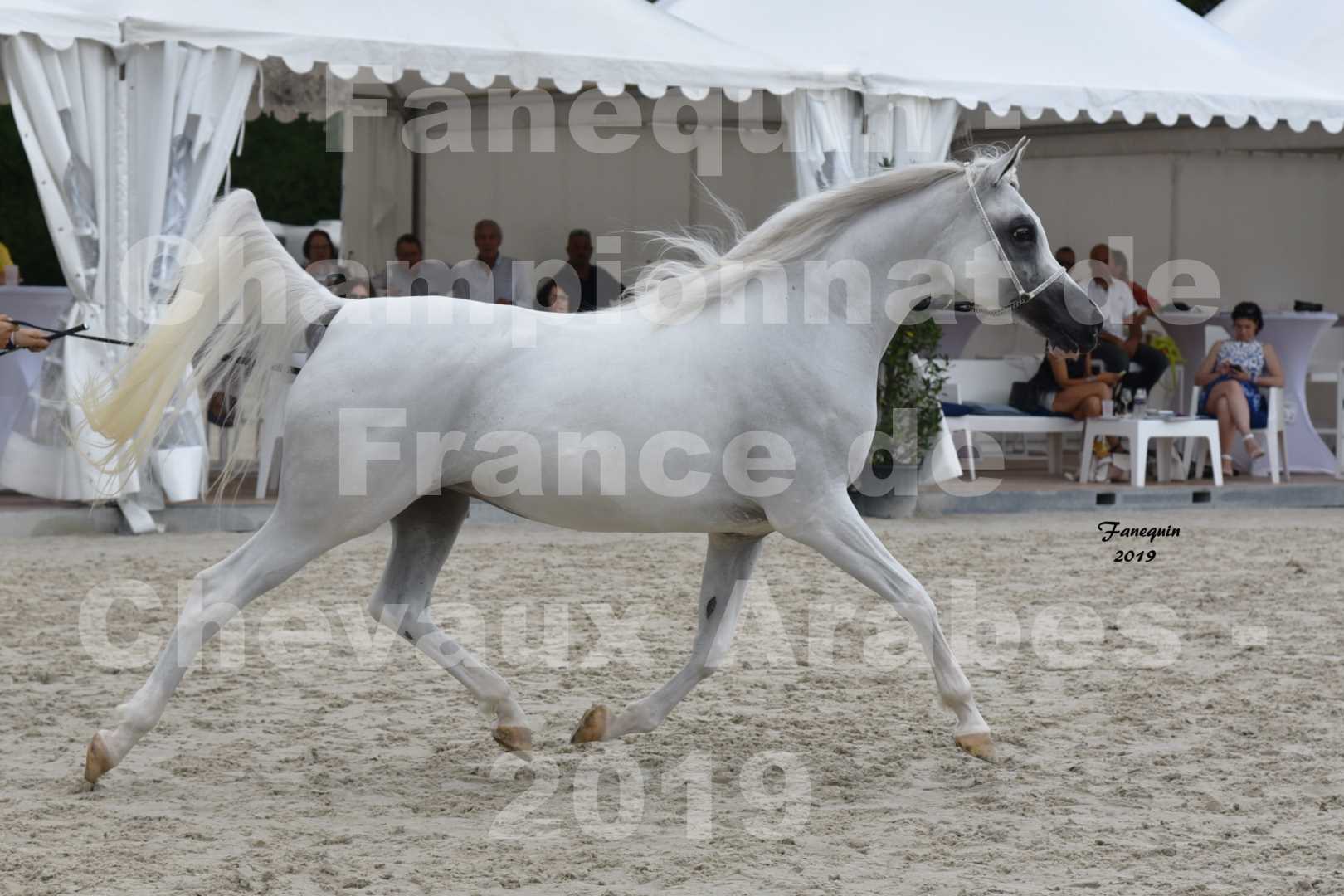 Championnat de France des chevaux Arabes en 2019 à VICHY - PIWNICIA NUNKI - 5