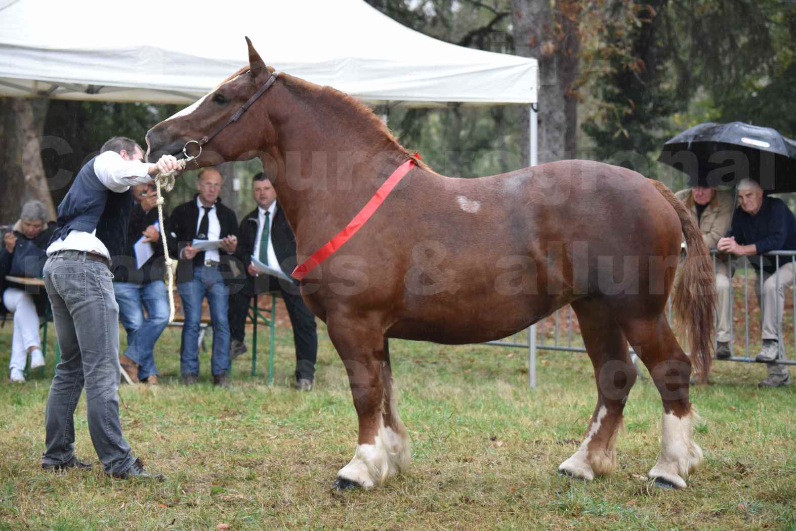 Concours Régional de chevaux de traits en 2017 - Pouliche trait BRETON - EDEN DE LA MOTTE - 11