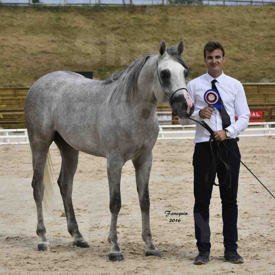 Show national de chevaux arabe à CHAZEY sur AIN - ANWAR ISHANE - 6