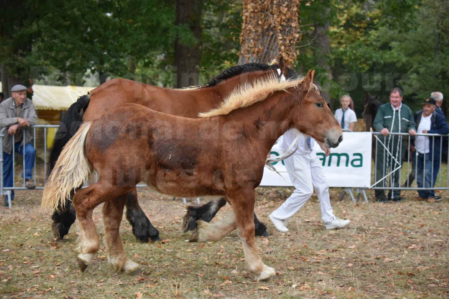 Concours Régional de chevaux de traits en 2017 - Jument & Poulain Trait COMTOIS - COMETE DE GRILLOLES - 43