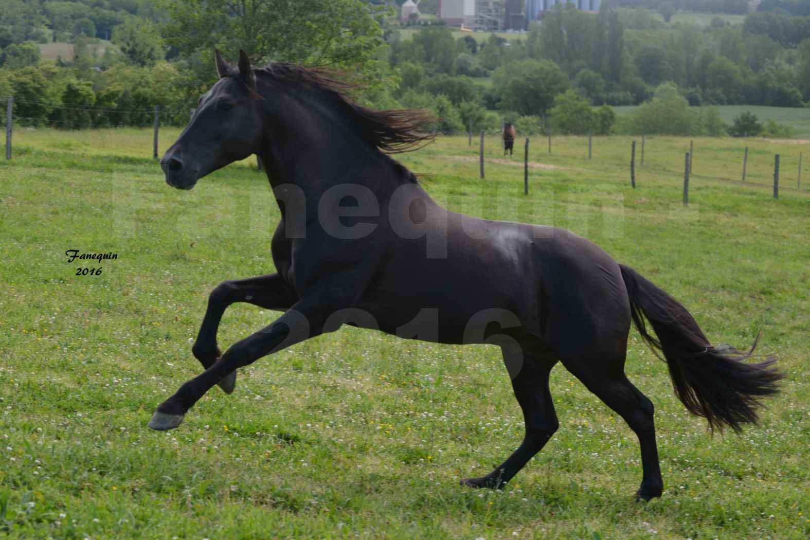 Chevaux PRE de l'élevage DEL TESSUOR - Frédérique VIGNE - 13