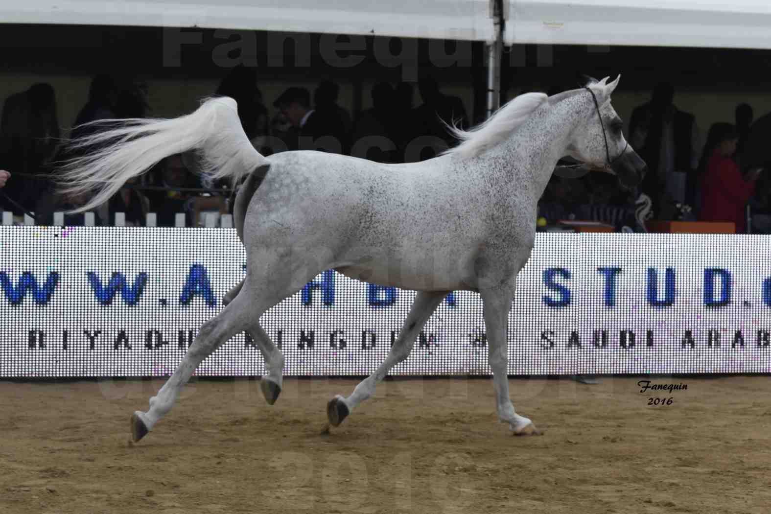 Championnat du pur-sang arabe de la Méditerranée et des pays arabes - MENTON 2016 - MAGIC MA CHERIE - Notre Sélection - 13