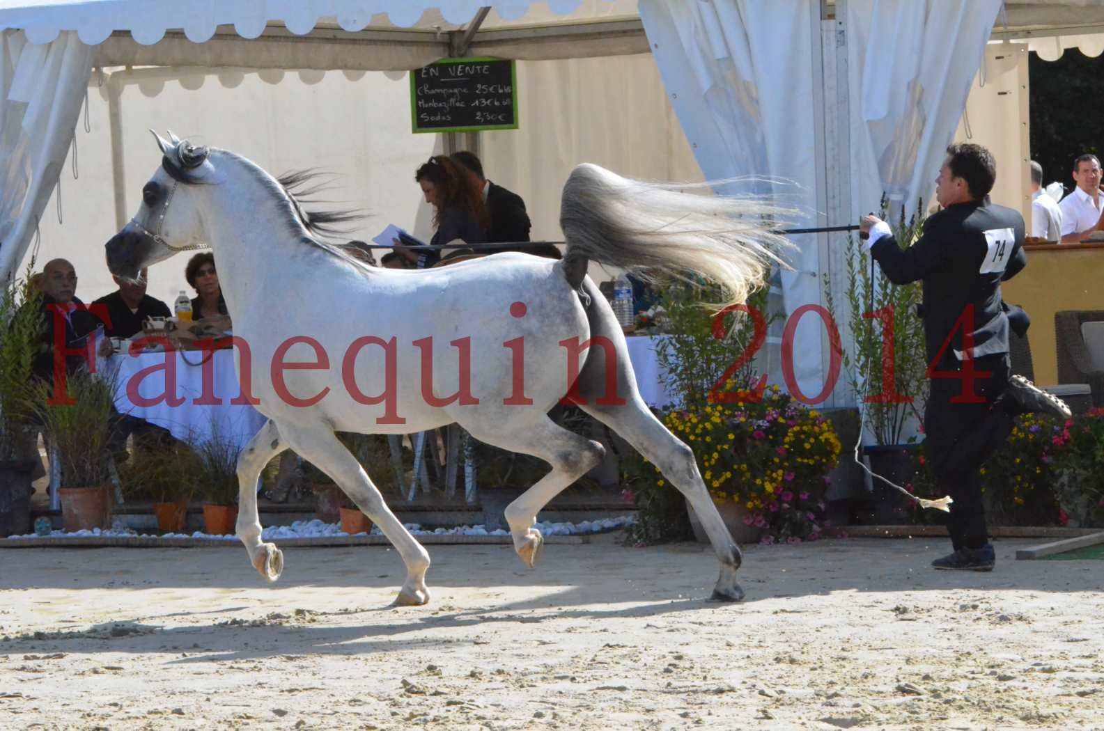 CHAMPIONNAT DE FRANCE  2014 A POMPADOUR - Sélection - SHAOLIN DE NEDJAIA - 39