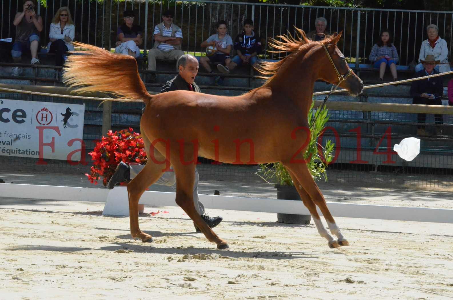 Championnat de FRANCE 2014 - Amateurs - SH CALLAS BINT ARMANI - 07