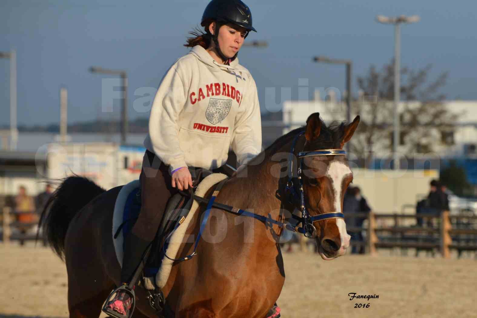 Cheval Passion 2016 - Présentation extérieure de chevaux Arabes montés - 07