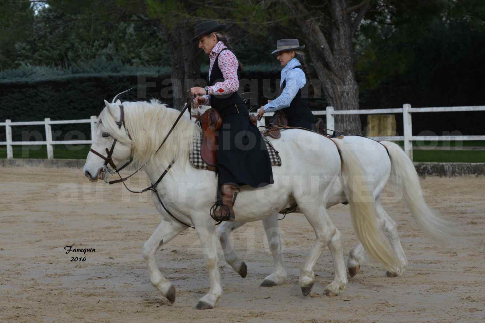 Présentation d’Étalons aux Haras d'UZES en 2016 - Présentation monté - JUVENAL DU RHONY - 1