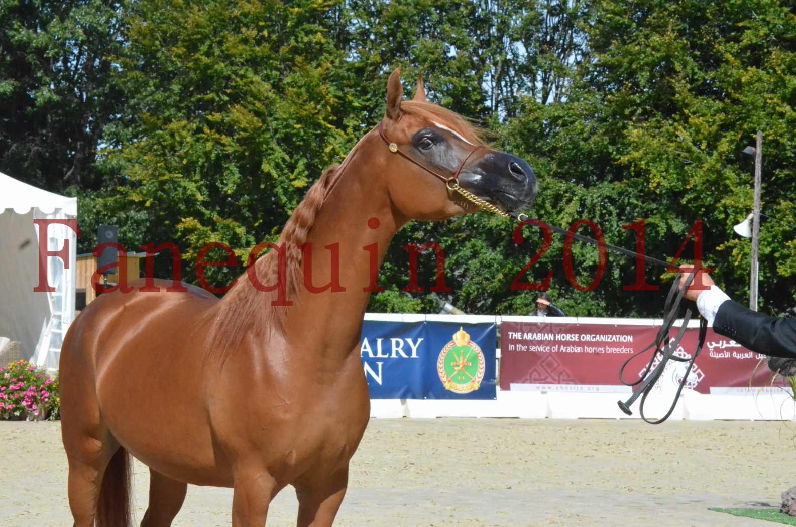 ﻿CHAMPIONNAT DE FRANCE 2014 A POMPADOUR - Sélection - KINSHASA JA - 64