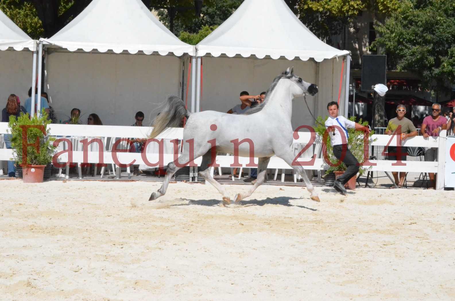 Concours National de Nîmes de chevaux ARABES 2014 - Sélection - SHAOLIN DE NEDJAIA - 08