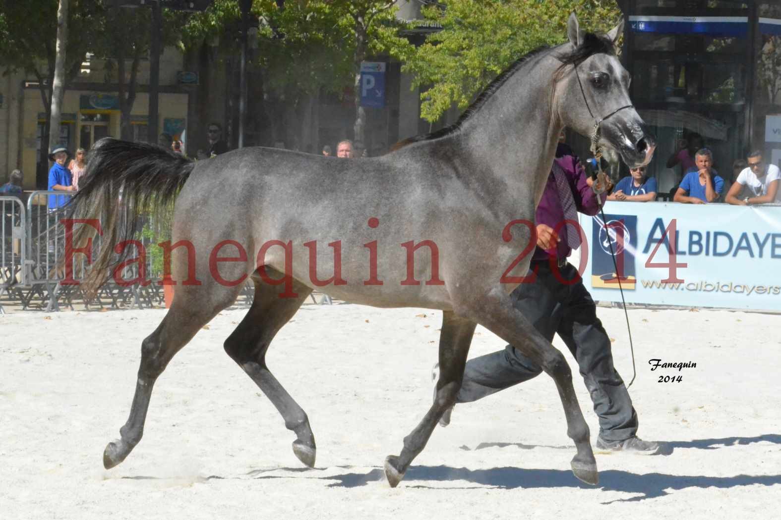 Concours National de Nîmes de chevaux ARABES 2014 - Notre Sélection - JOSEPH'S BOUZIOLS - 17