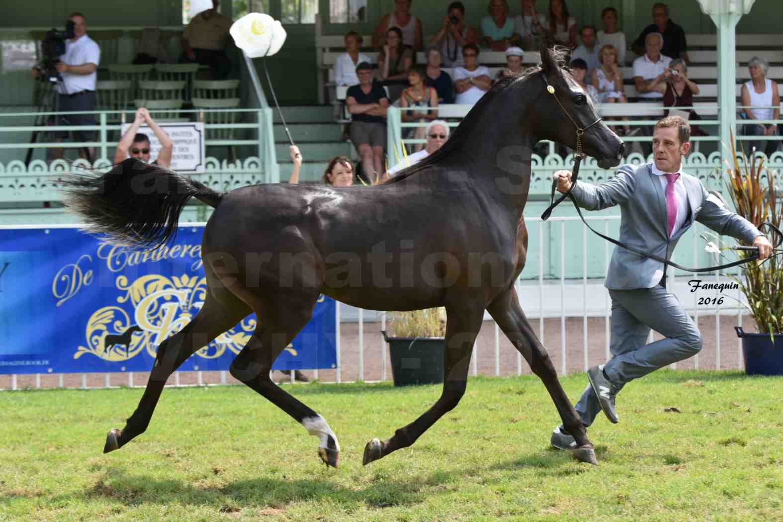 International Arabian Horse Show B de VICHY 2016 - ANNALISA ALIH - Notre Sélection - 7