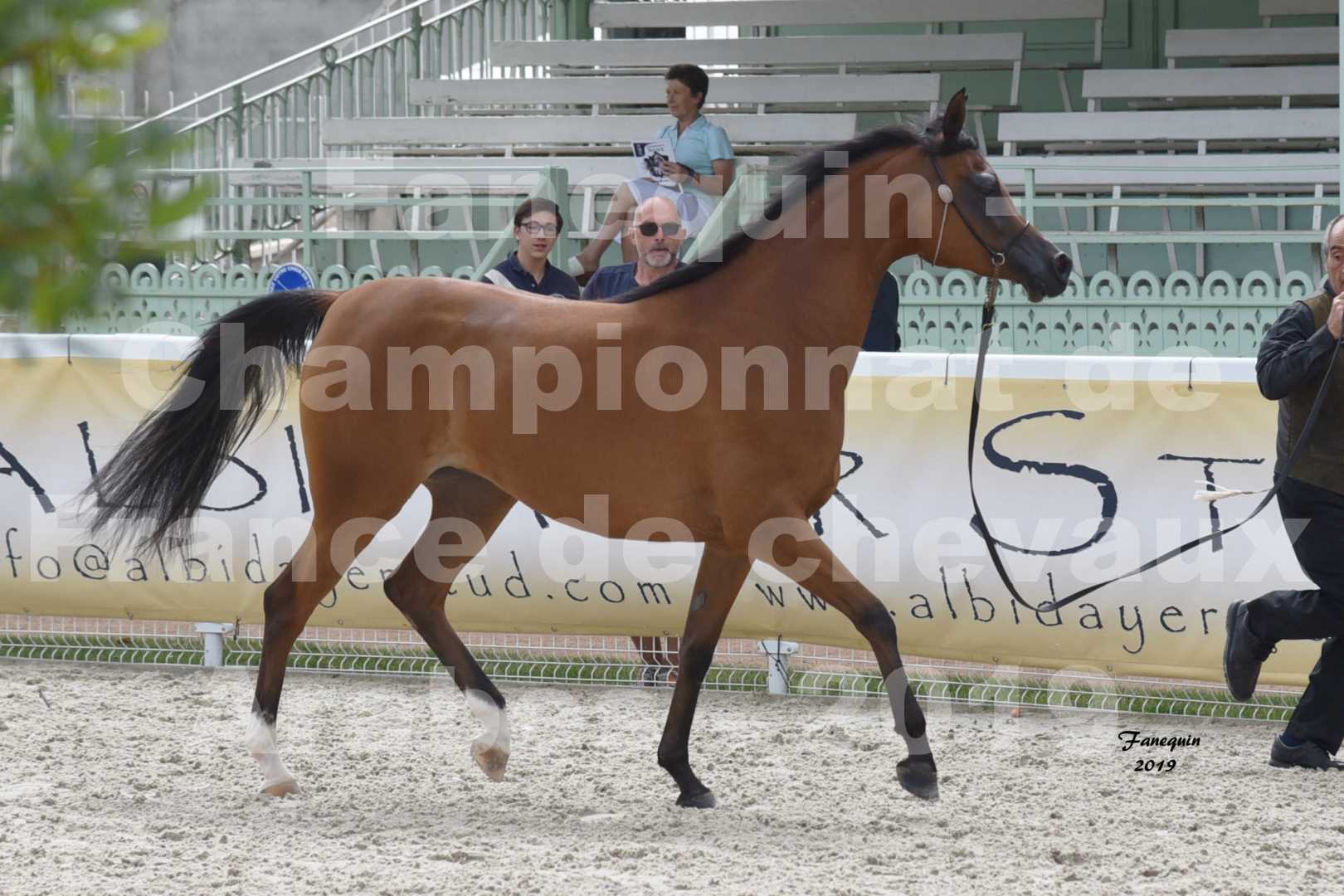 Championnat de France des chevaux Arabes en 2019 à VICHY - SH CHARISMA - 4