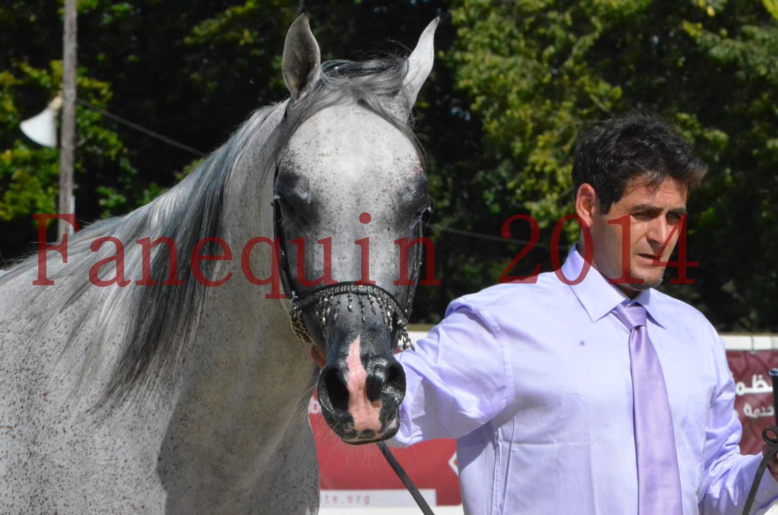 CHAMPIONNAT DE FRANCE  2014 A POMPADOUR - Sélection - SHEYK DE GARGASSAN - 16