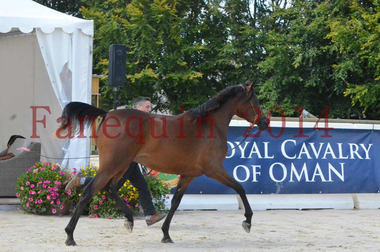 Championnat de FRANCE 2014 - Amateurs - KAL'ELLE D'ELHORIA - 10