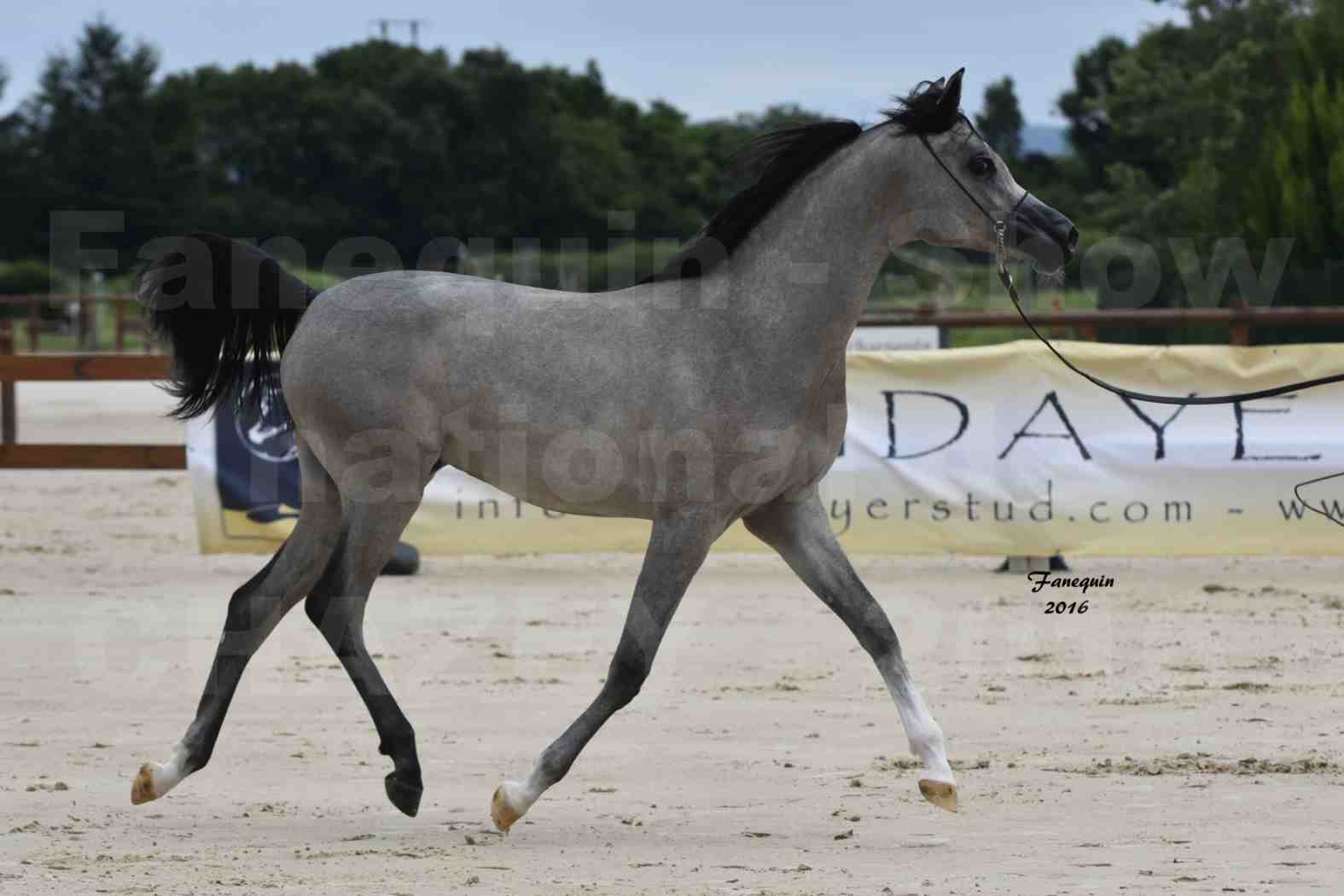 Show national de chevaux arabes de CHAZEY sur AIN 6 HAÏFA AL ADEYAT - 1