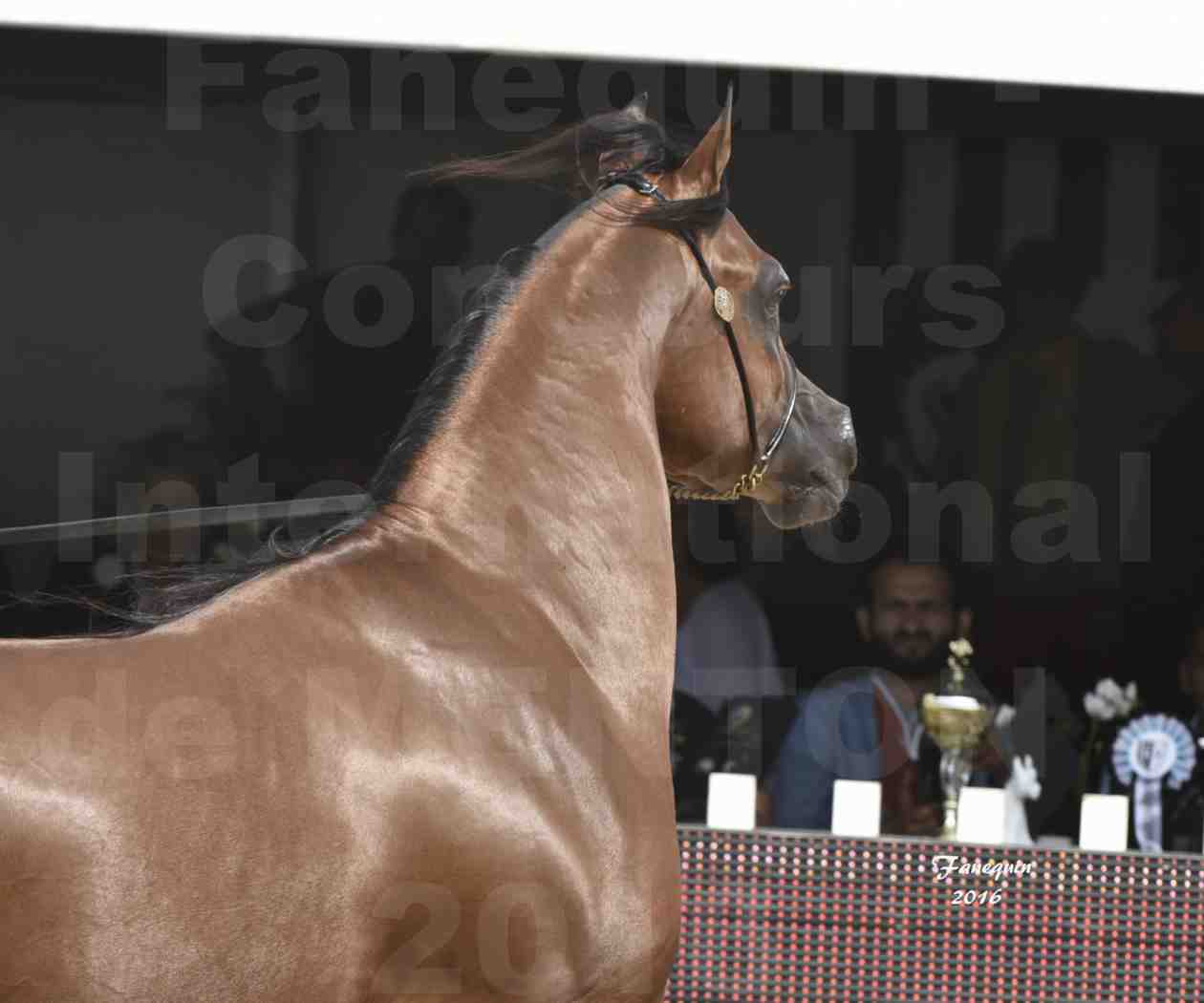 Championnat du pur-sang arabe de la Méditerranée et des pays arabes - MENTON 2016 - GHAZWAN AL JASSIMYA - Notre Sélection - Portraits - 2