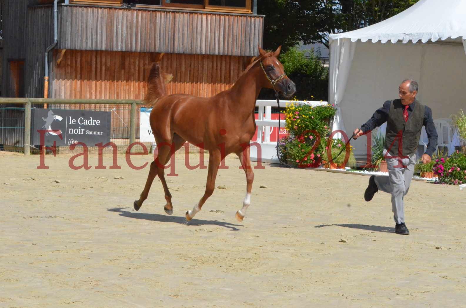 Championnat de FRANCE 2014 - Amateurs - SH CALLAS BINT ARMANI - 31