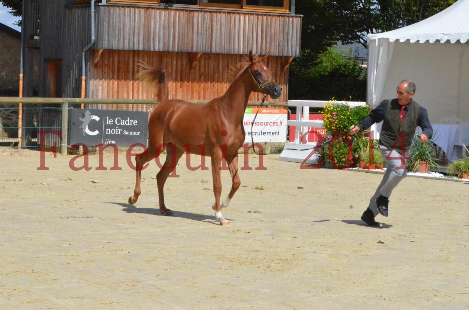 Championnat de FRANCE 2014 - Amateurs - SH CALLAS BINT ARMANI - 30