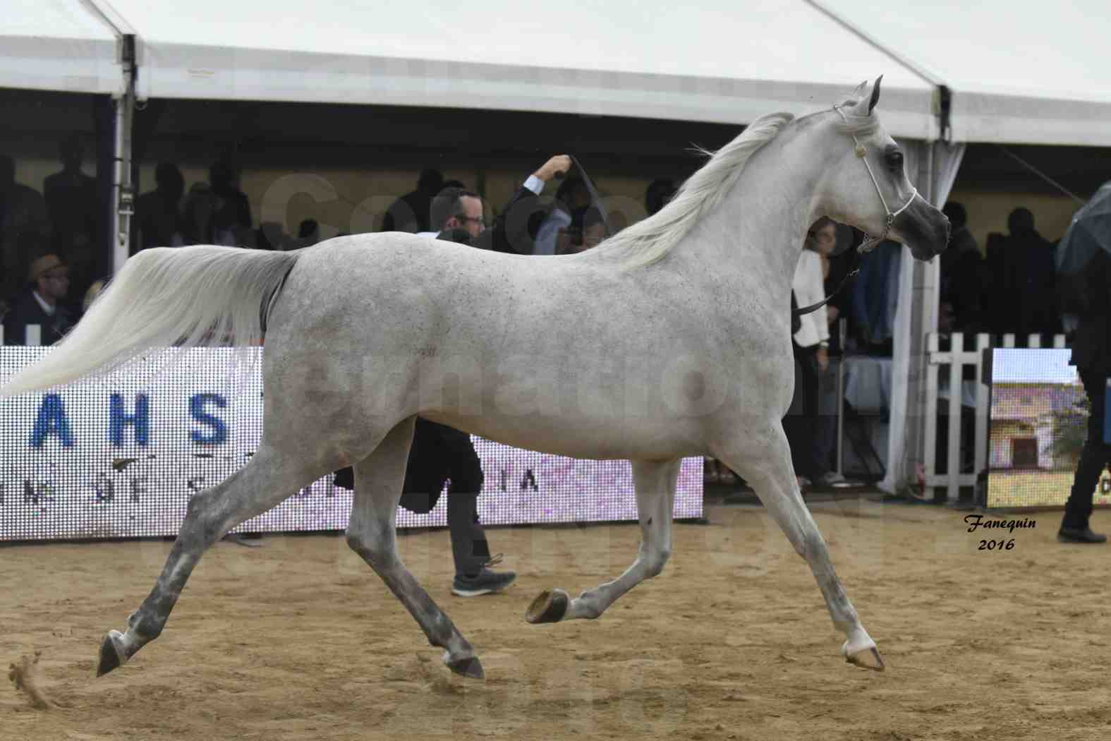 Championnat du pur-sang arabe de la Méditerranée et des pays arabes - MENTON 2016 - AIJANA OS - Notre Sélection - 4