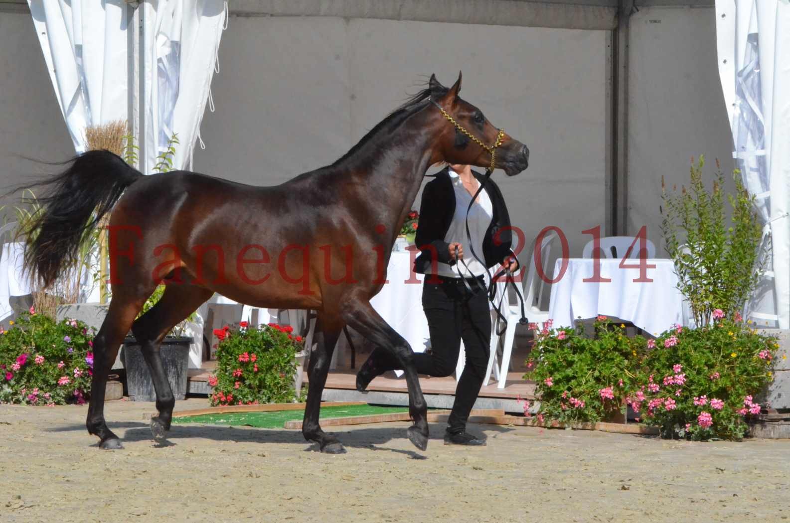 Championnat de FRANCE 2014 - Amateurs - JA KHALEB - 26