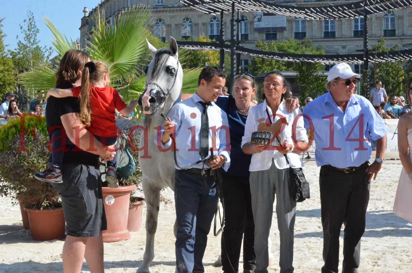 Concours National de Nîmes de chevaux ARABES 2014 - Championnat - SHAOLIN DE NEDJAIA - 48