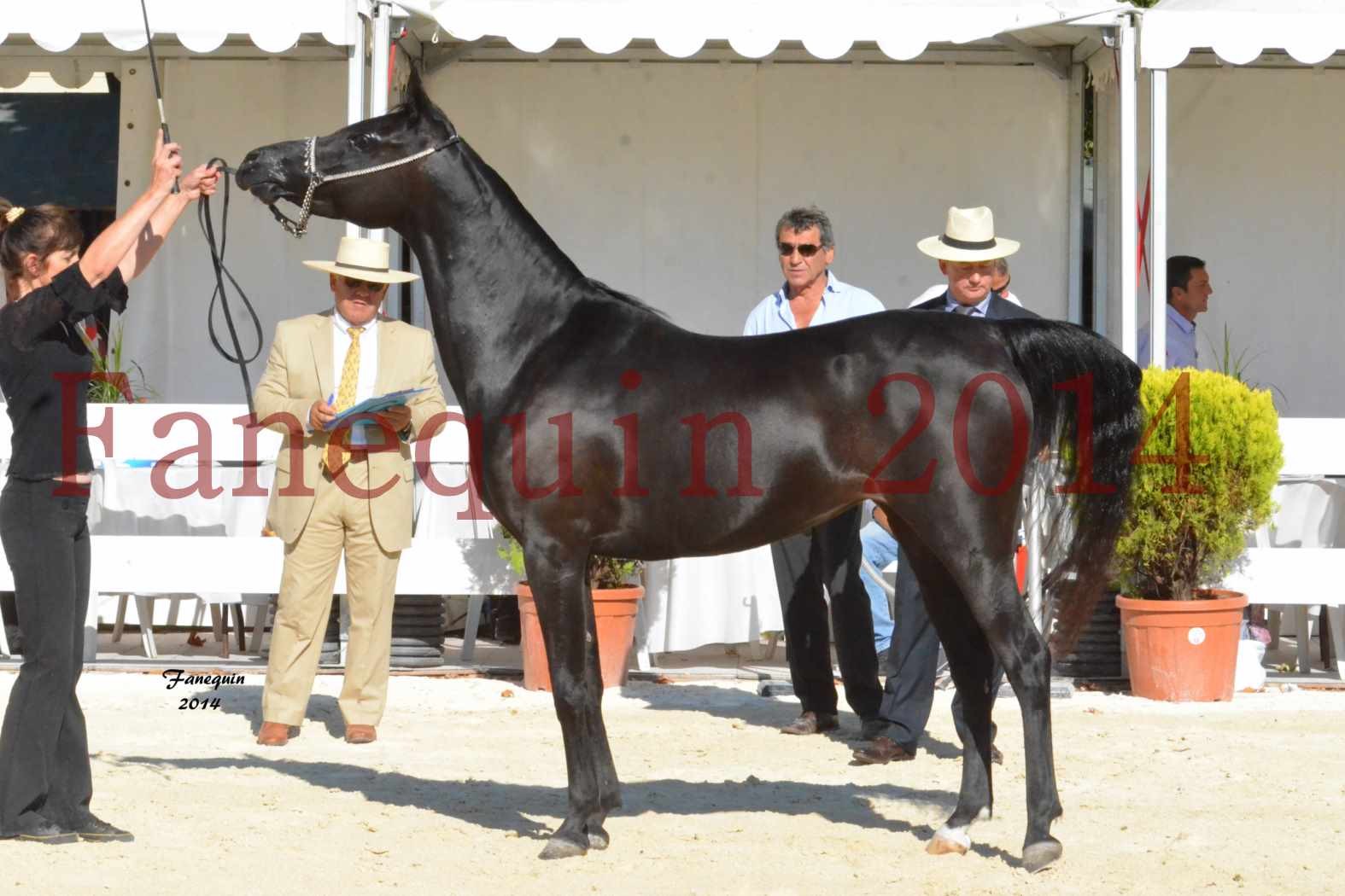 Concours National de Nîmes de chevaux ARABES 2014 - Notre Sélection - COLKAZEENIA DU SOLEIL - 5