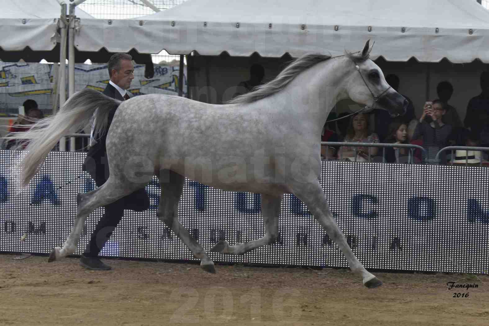 Championnat du pur-sang arabe de la Méditerranée et des pays arabes - MENTON 2016 - BINT HAZY AL KHALEDIAH - 4