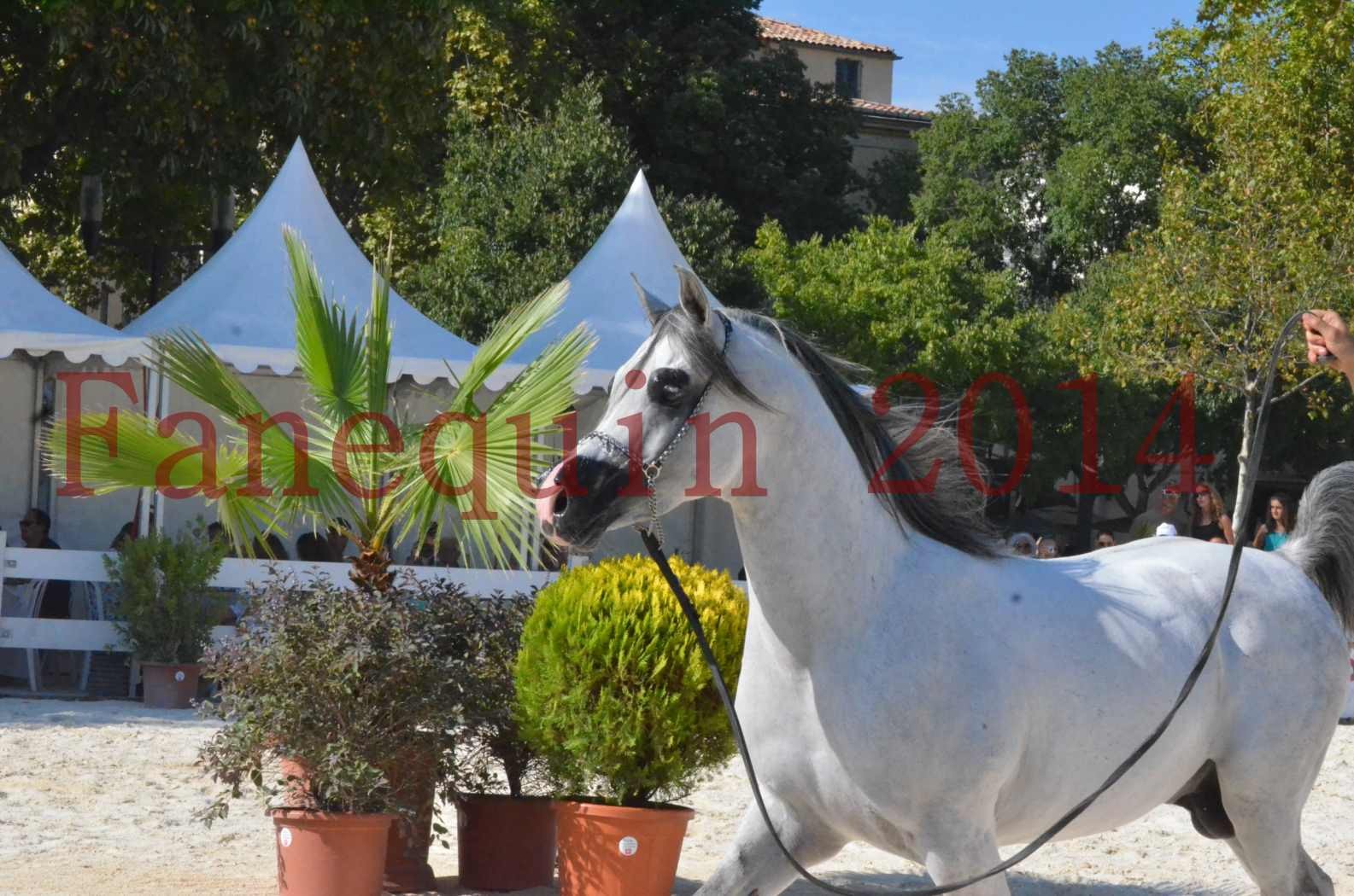 Concours National de Nîmes de chevaux ARABES 2014 - Championnat - SHAOLIN DE NEDJAIA - 31