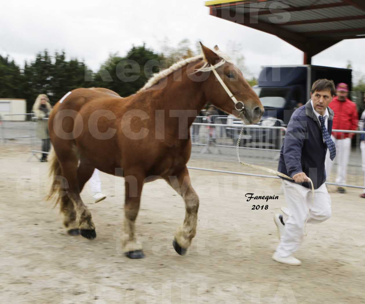 Concours Régional "OCCITANIE" de Chevaux de Traits à REQUISTA en 2018 - GROSEILLE 19 - 4