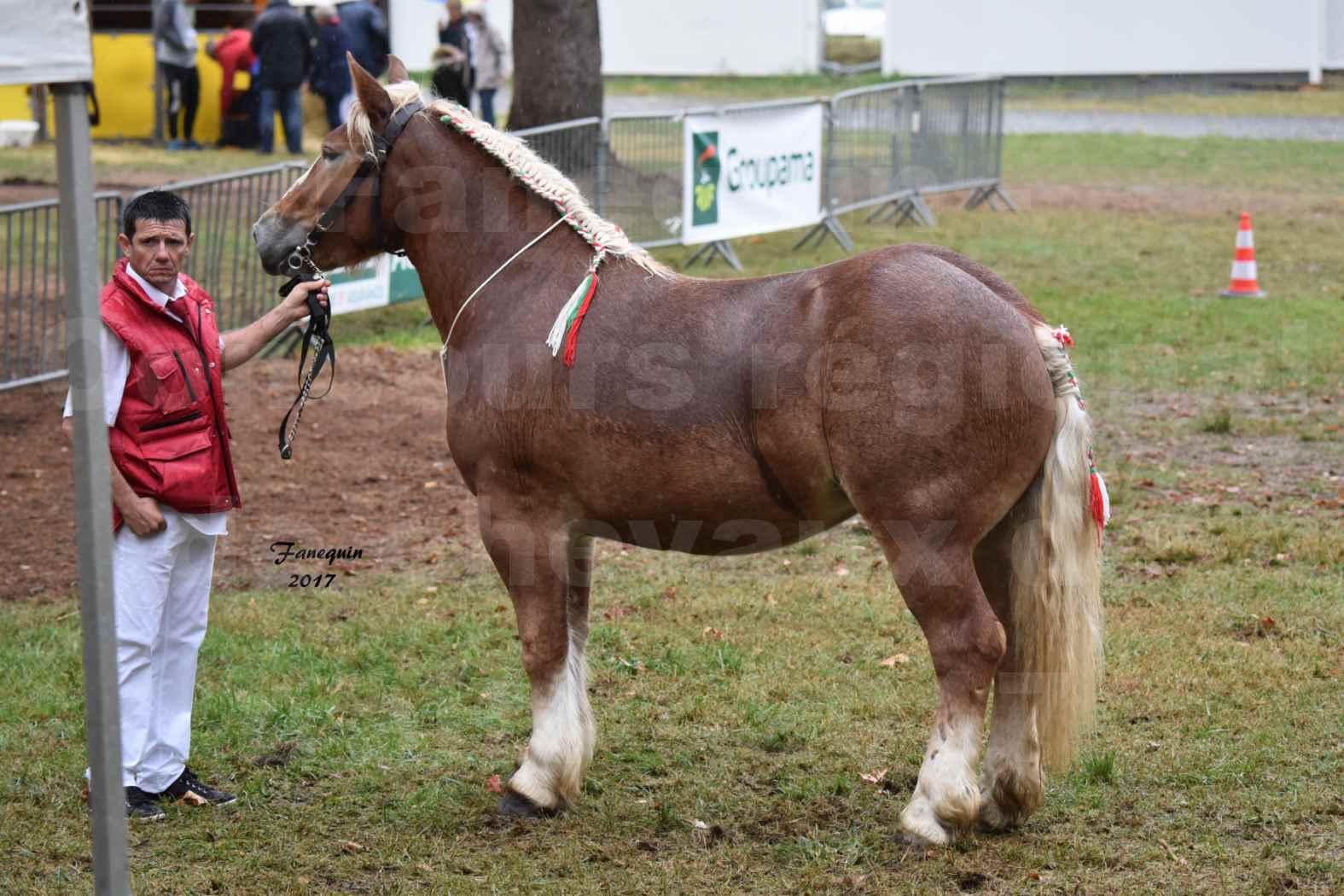 Concours Régional de chevaux de traits en 2017 - Trait ARDENNAIS - FLEUR D'ARIES - 01