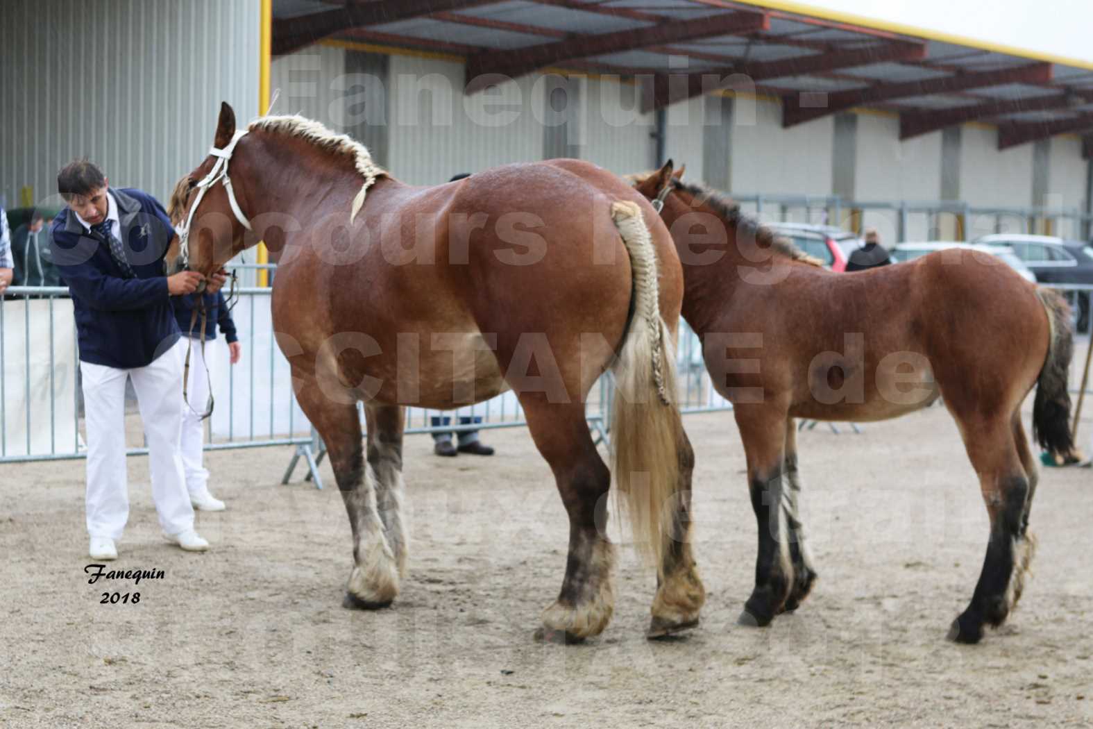 Concours Régional OCCITANIE de chevaux de traits à REQUISTA - DIANE DE GRILLOLES - 1