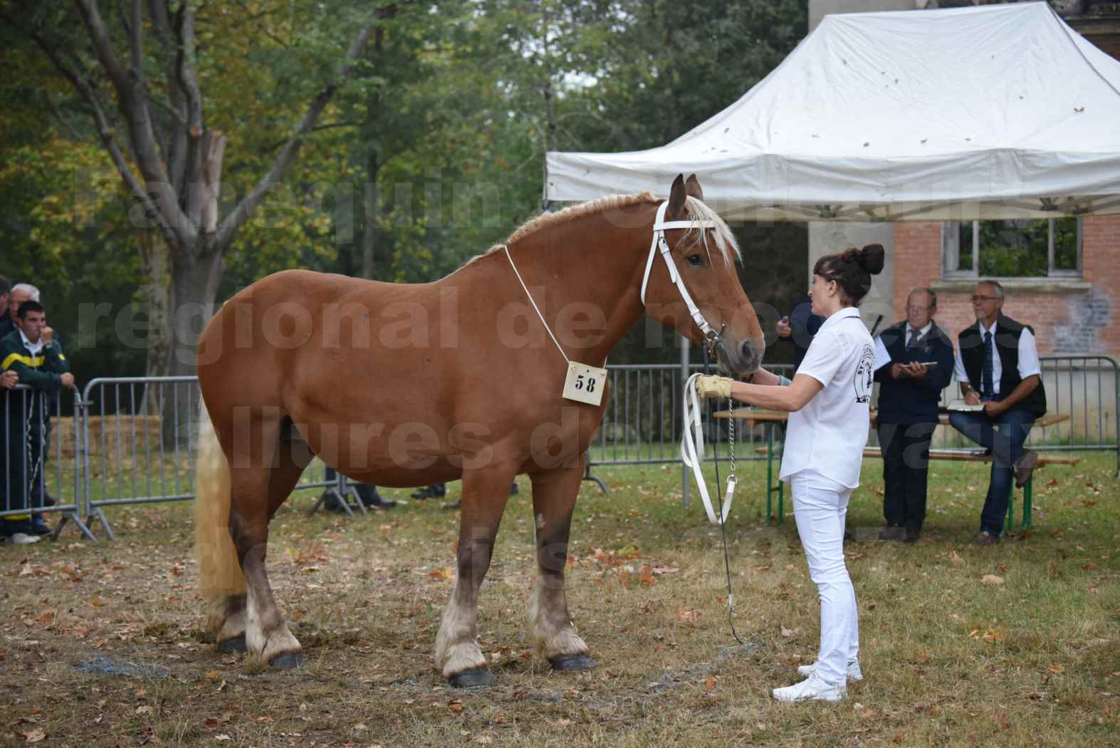 Concours Régional de chevaux de traits en 2017 - Jument & Poulain Trait COMTOIS - DANAEE DE CLAUMONT - 02