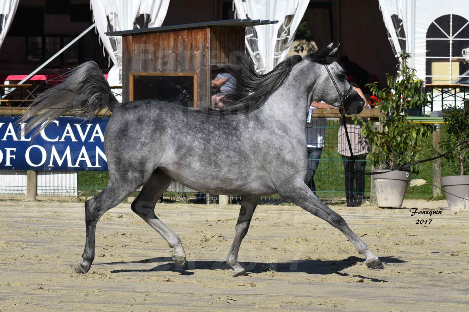 Championnat de France de Chevaux Arabes à Pompadour en 2017 - AL MINYA - 2