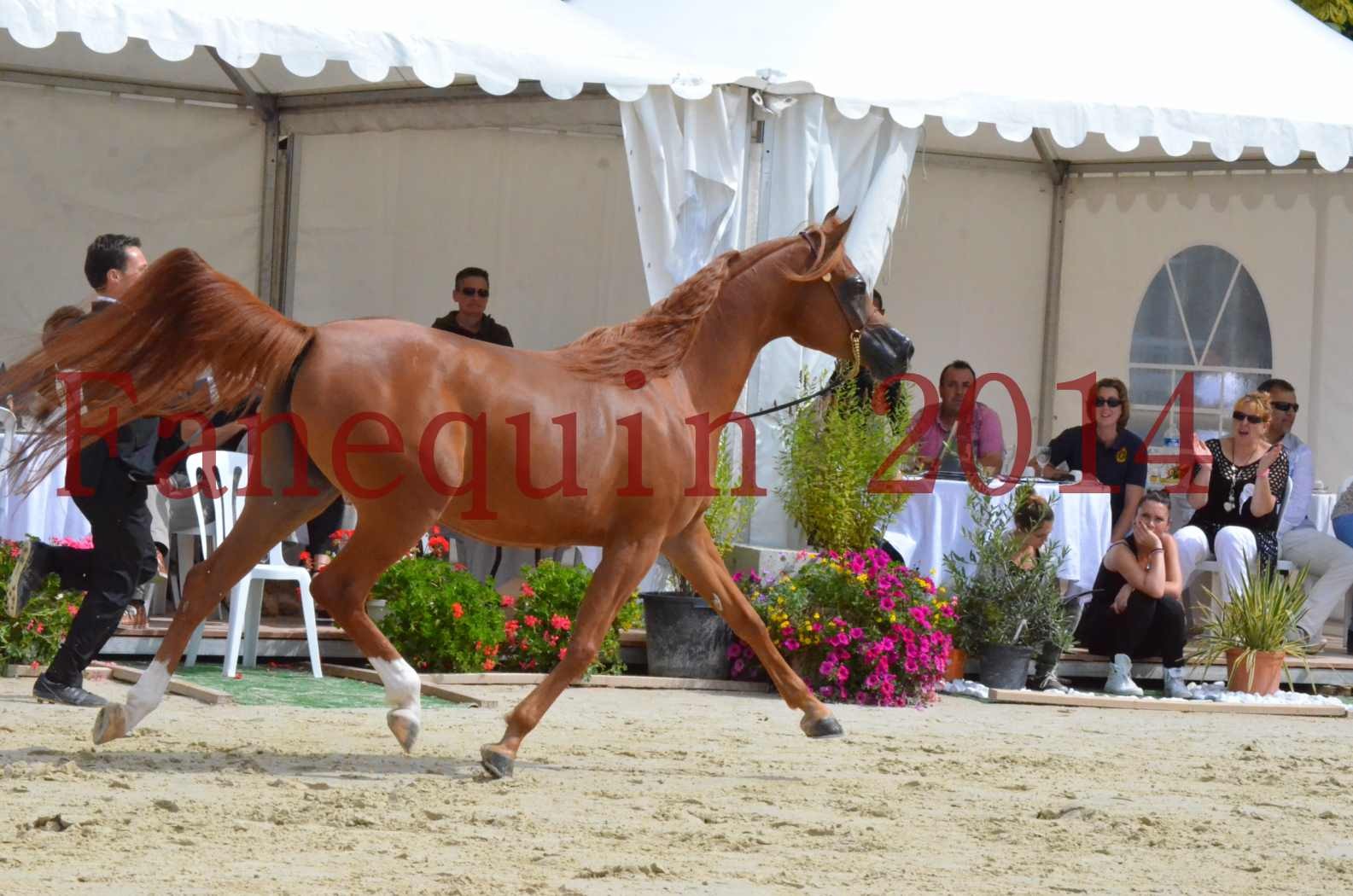 ﻿CHAMPIONNAT DE FRANCE 2014 A POMPADOUR - Championnat - KINSHASA JA - 47