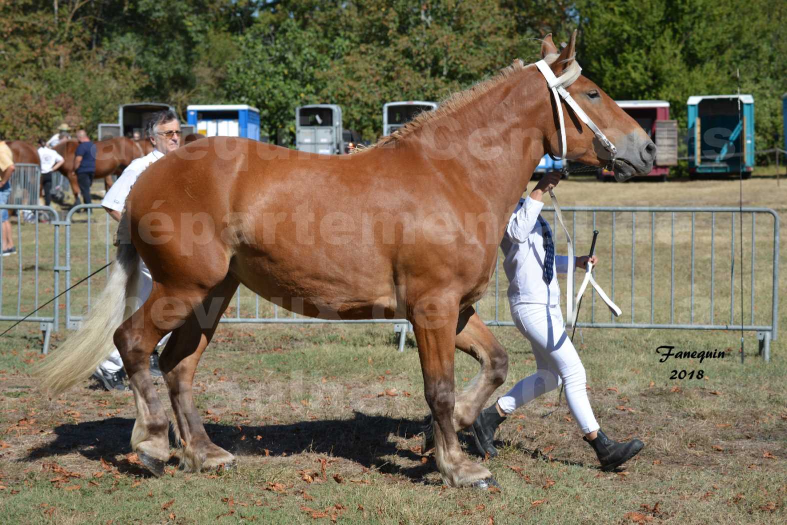 Concours départemental de chevaux de traits à GRAULHET en 2018 - Elevage POUJADE - Notre Sélection - 05