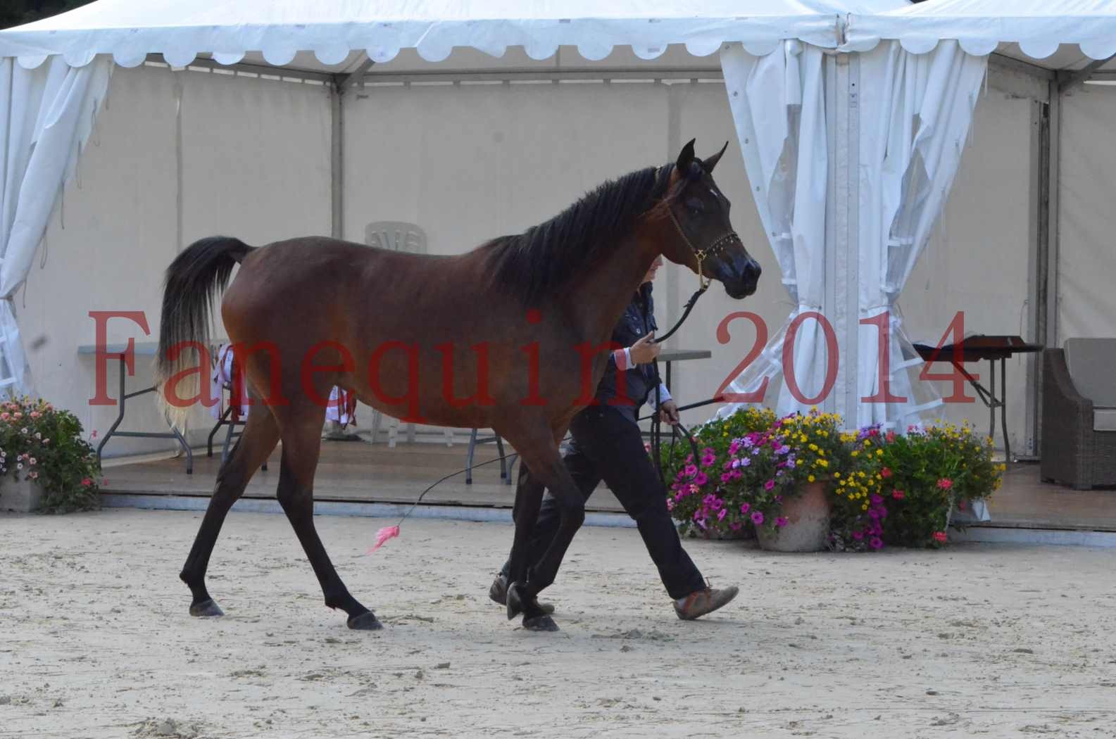 Championnat de FRANCE 2014 - Amateurs - KAL'ELLE D'ELHORIA - 26