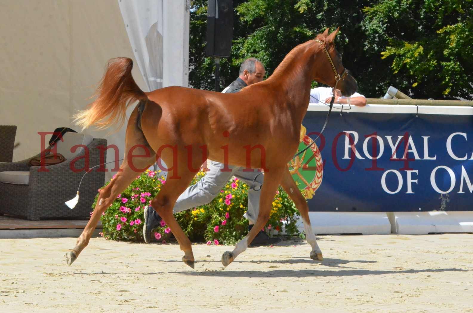 Championnat de FRANCE 2014 - Amateurs - SH CALLAS BINT ARMANI - 24