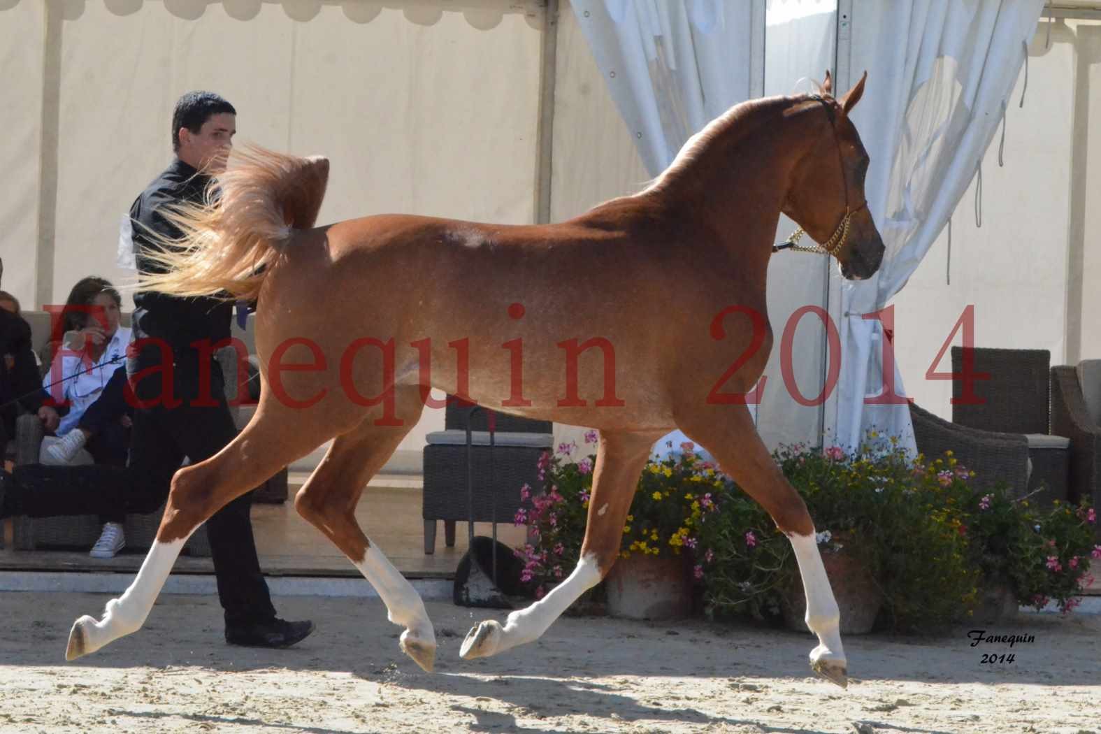 CHAMPIONNAT DE FRANCE 2014 A POMPADOUR - Amateur - SHAMIR DES AUBUS - 4