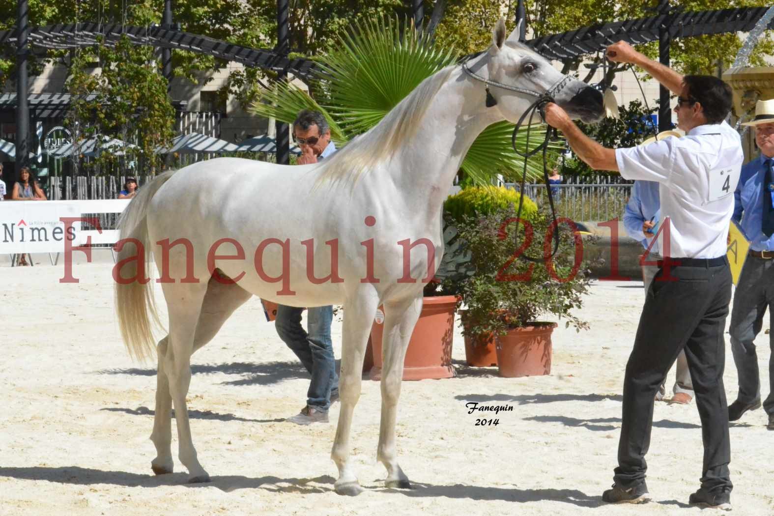 Concours National de Nîmes de chevaux ARABES 2014 - ENVY ETERNITY - 16