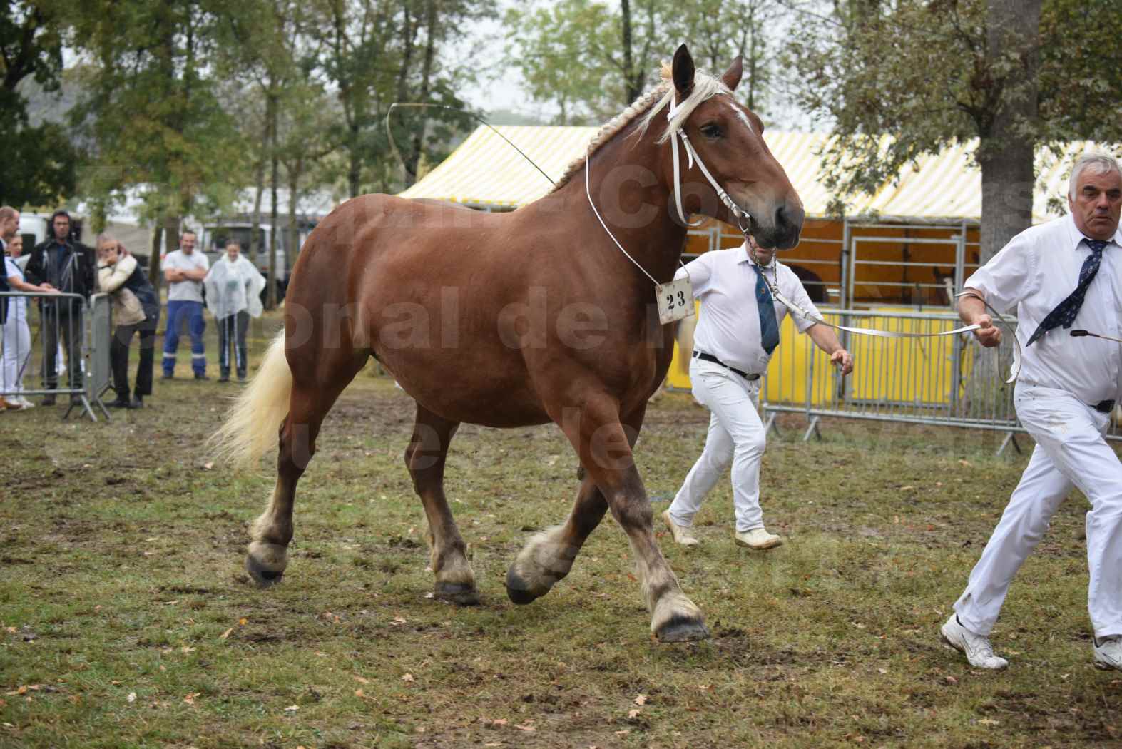 Concours Régional de chevaux de traits en 2017 - Trait COMTOIS - ELLIA DE FENEYROLS - 31