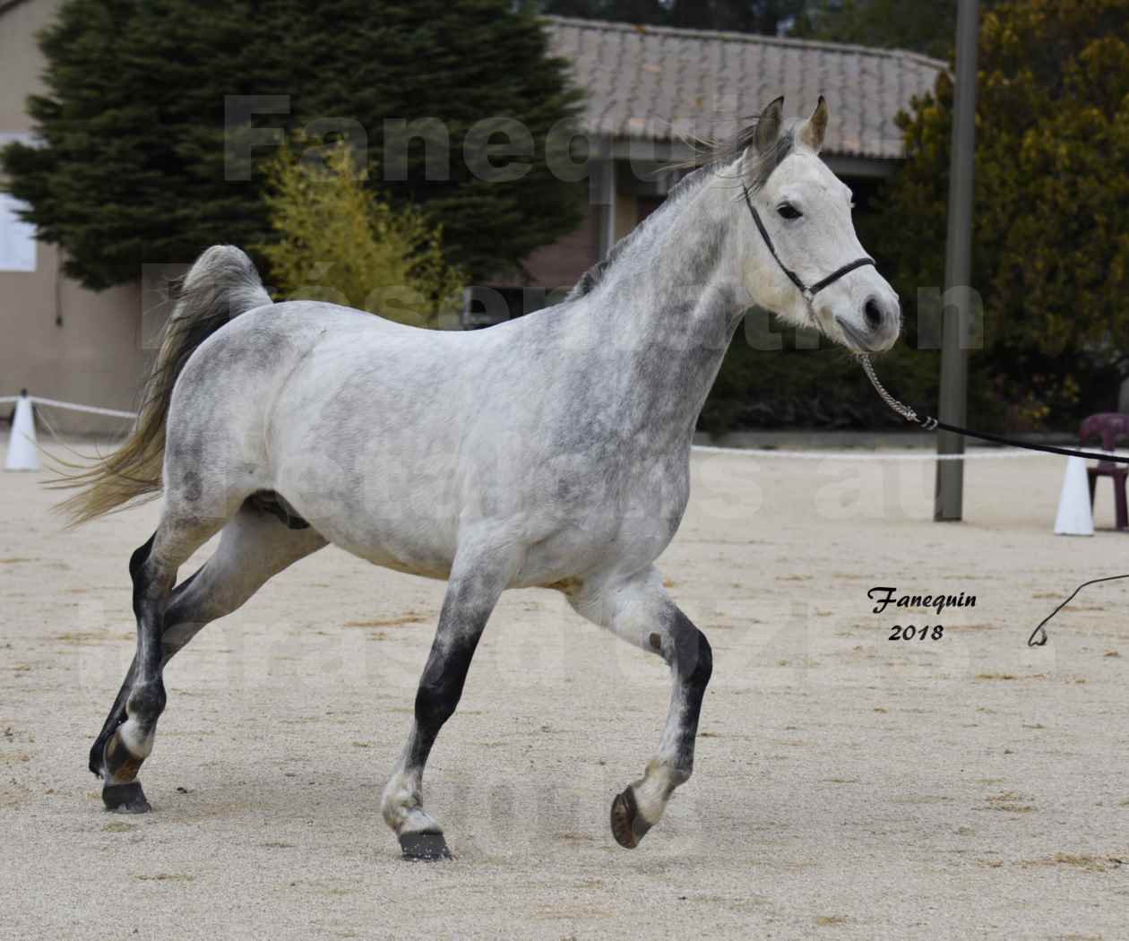 Présentation d’Étalons au haras d'UZES en 2018 - DIOSAÏ D'ALAJOU - Notre Sélection - en main - 01