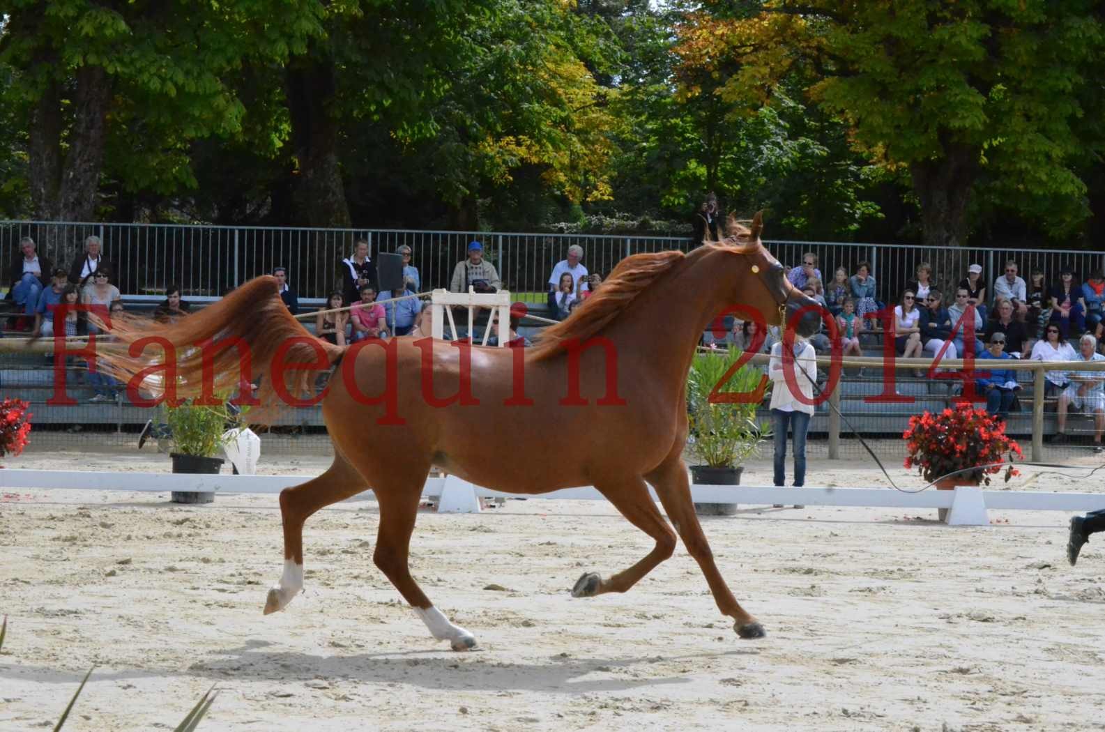 ﻿CHAMPIONNAT DE FRANCE 2014 A POMPADOUR - Championnat - KINSHASA JA - 01