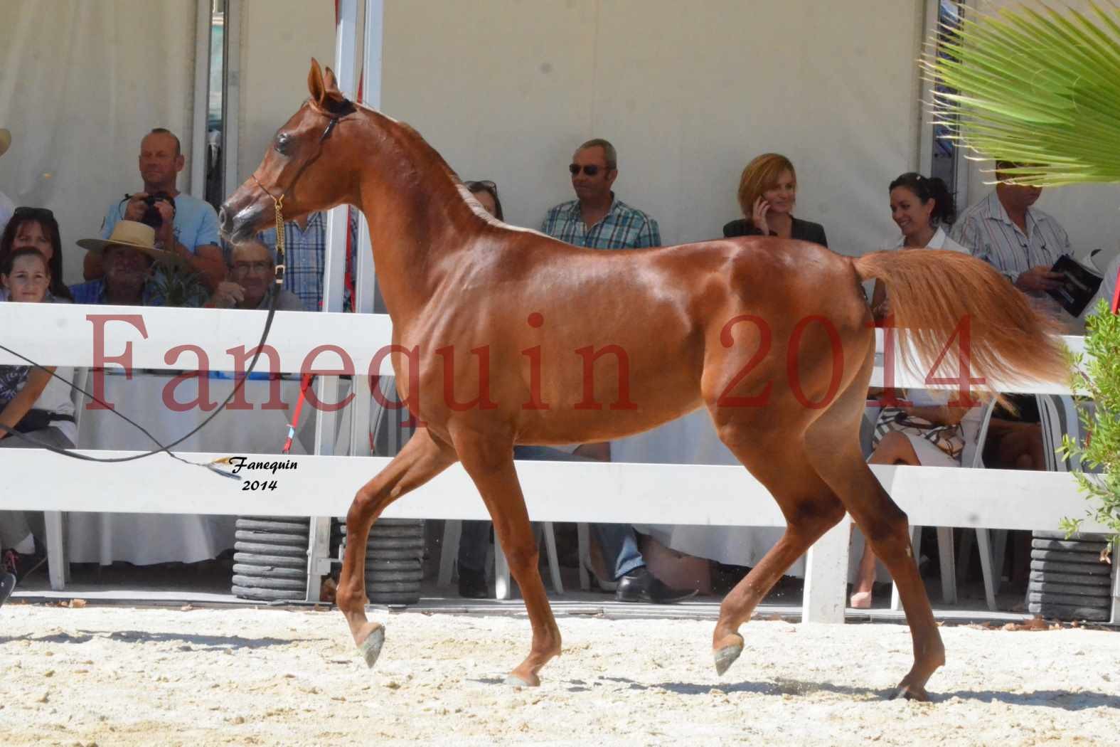 Concours National de Nîmes de chevaux ARABES 2014 - TALISMA KALLISTE - 2