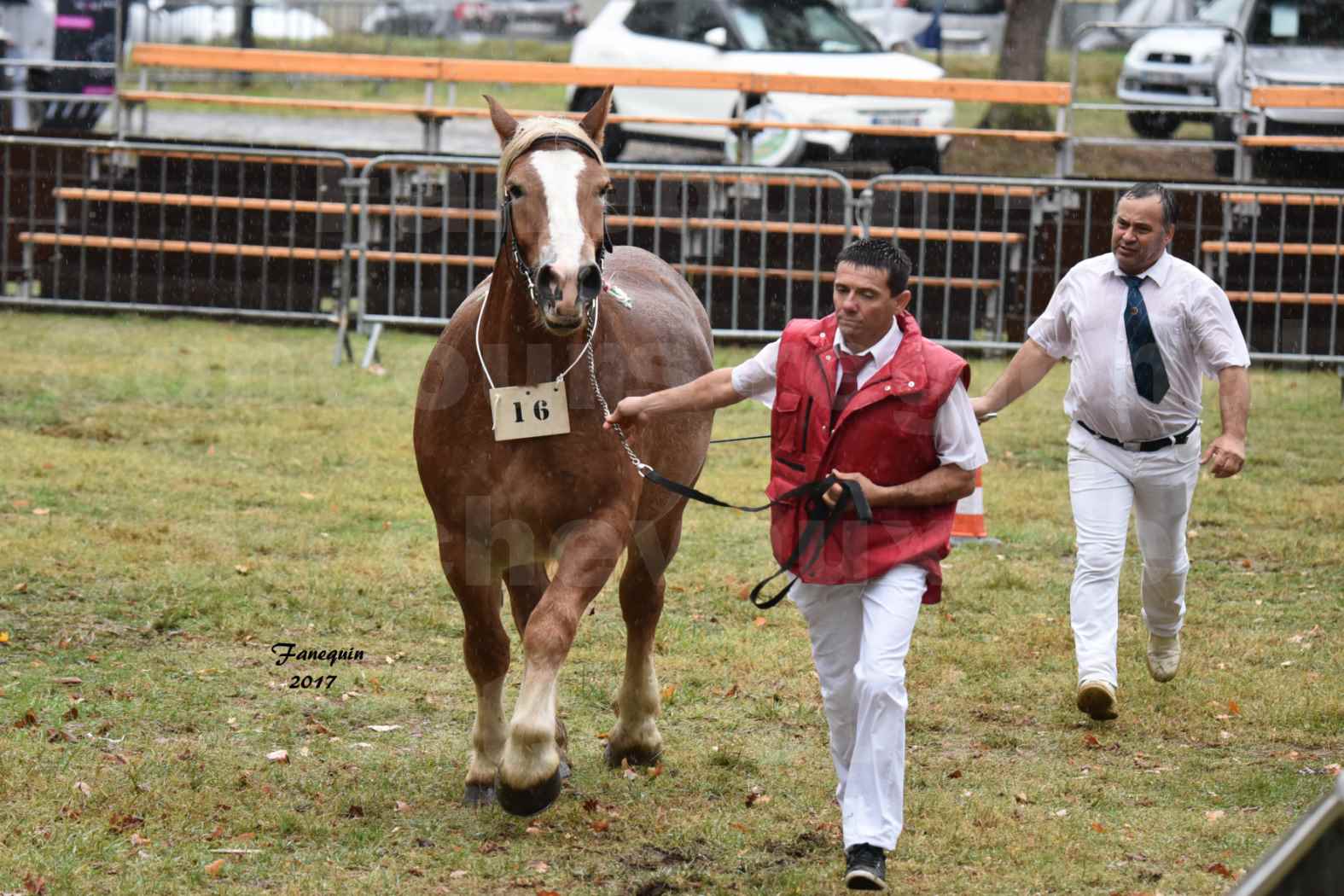 Concours Régional de chevaux de traits en 2017 - Trait ARDENNAIS - FLEUR D'ARIES - 05