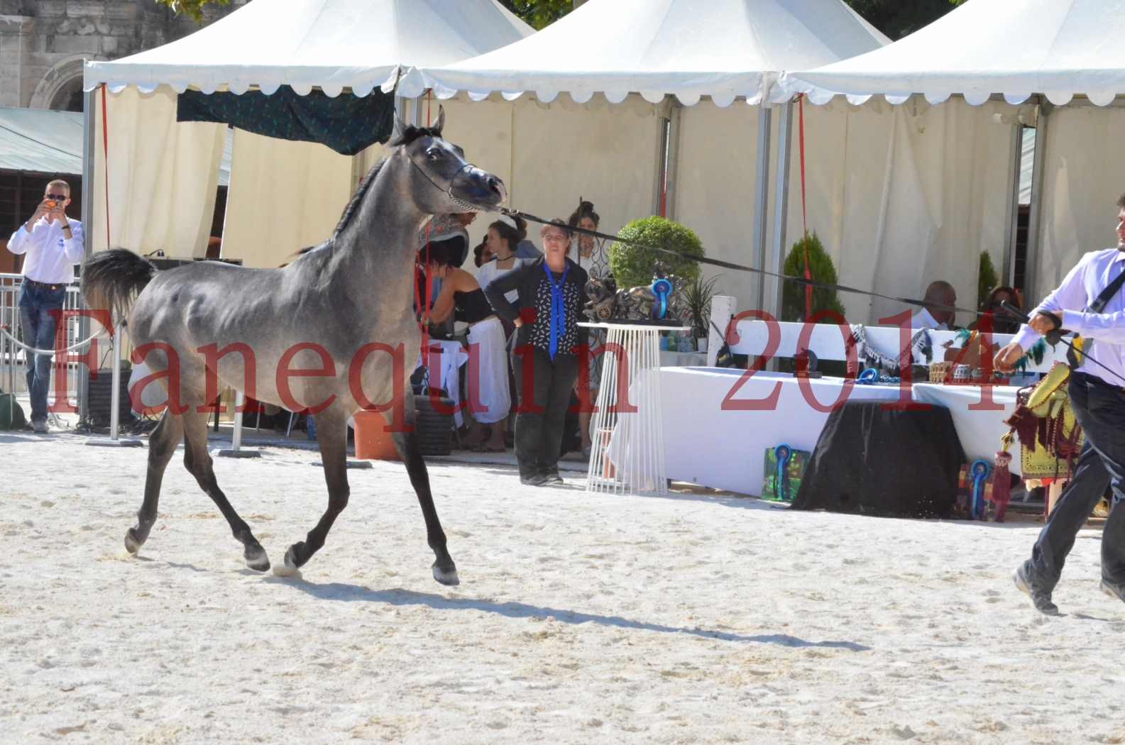 Concours National de Nîmes de chevaux ARABES 2014 - Championnat - JOSEPH'S BOUZIOLS - C 03