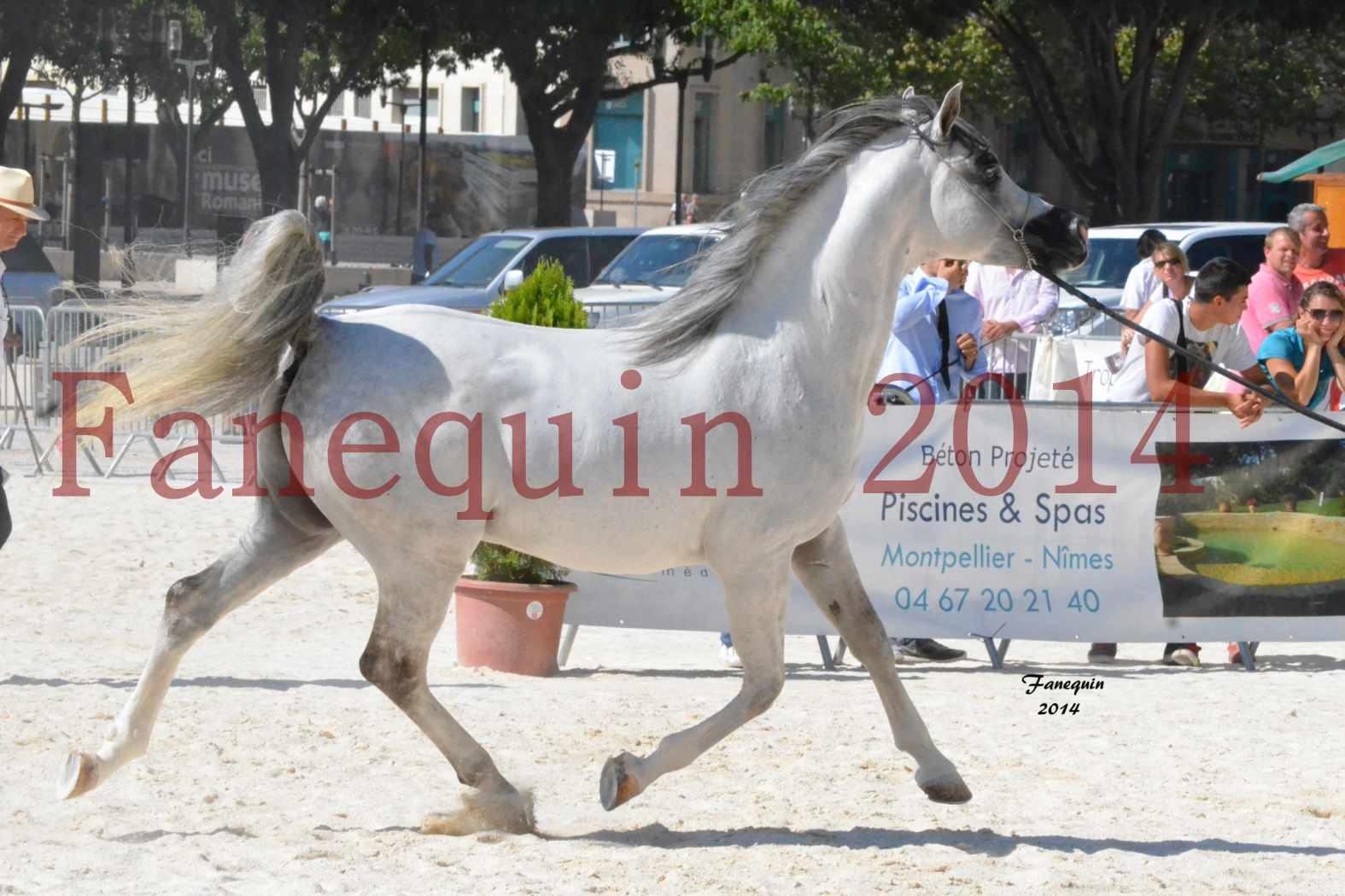 Concours National de Nîmes de chevaux ARABES 2014 - Notre Sélection - SHAOLIN DE NEDJAIA - 06